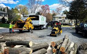 Professional Tree Care Services in Empire, CA