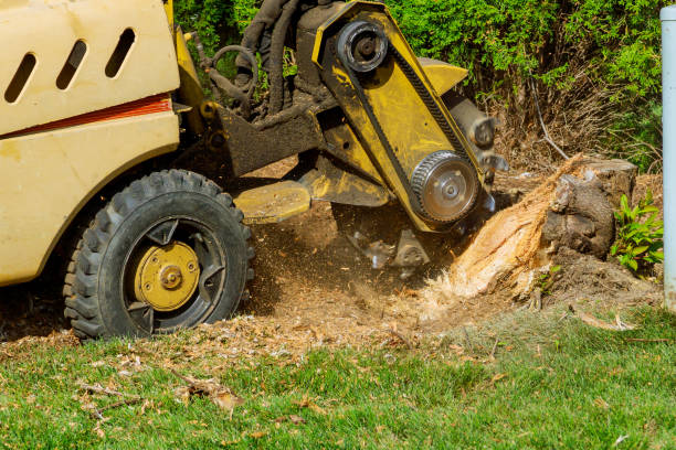 Best Tree Mulching  in Empire, CA